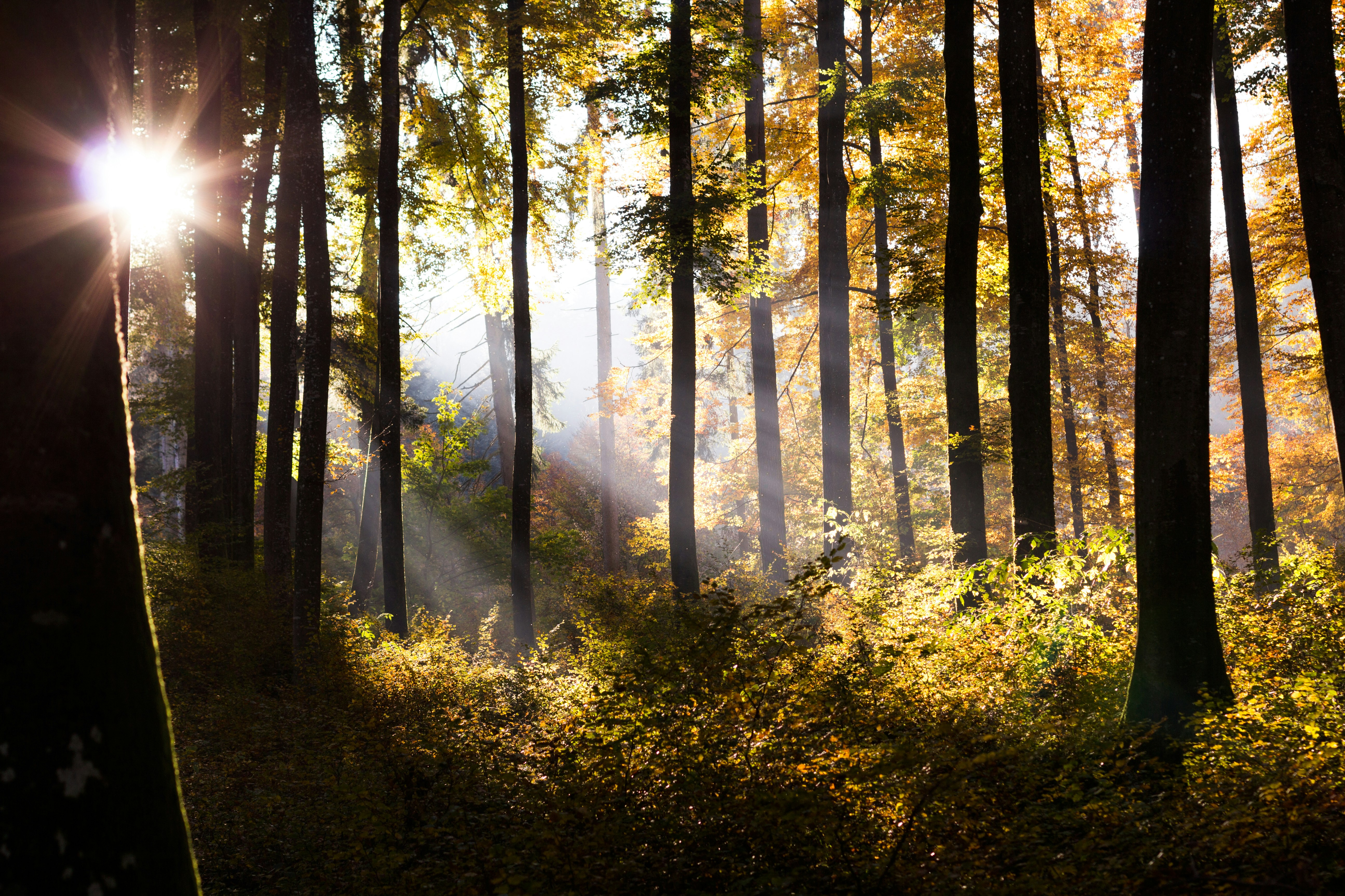 Alphacat header image