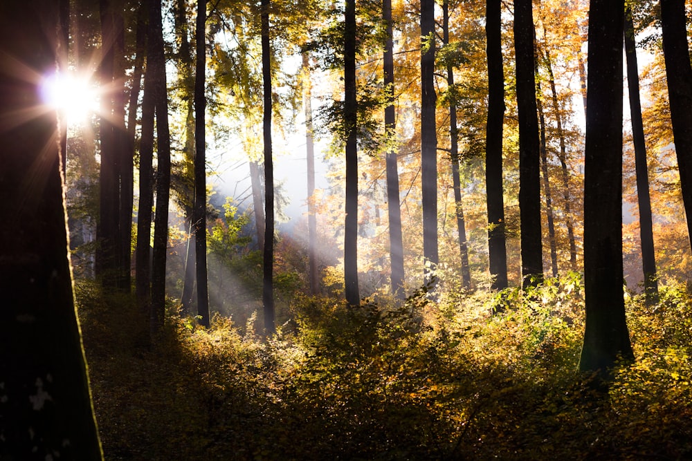 Champ d’arbres et de plantes