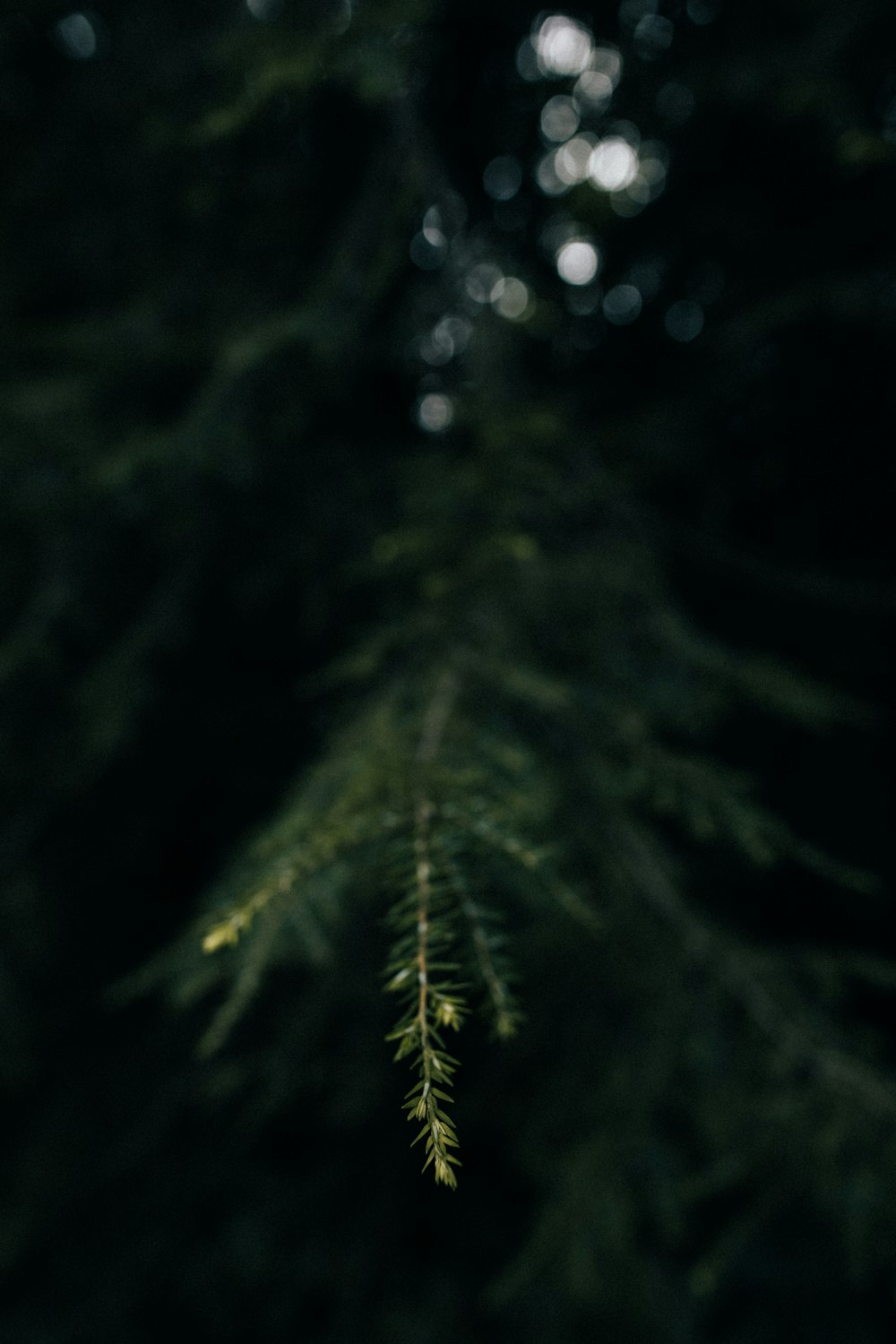 foto de closeup de pinheiro