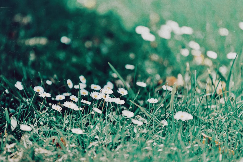 Dasiy flower on grass