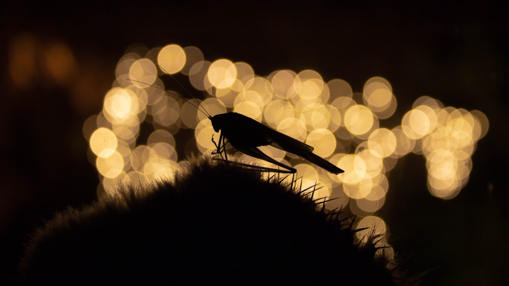 silhouette of grasshopper