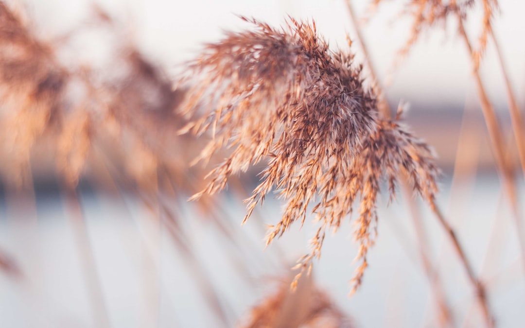 selective focus photography of brown plant