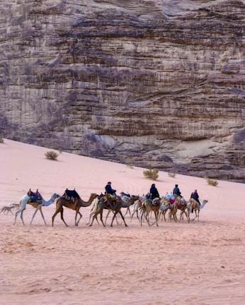 A group of camels with riders is traversing a sandy desert landscape with rocky cliffs in the background. The scene is serene and the camels are adorned with saddles. Sparse vegetation, including small bushes, is scattered across the pinkish sand.