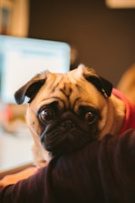 A pug with a wrinkled face and large eyes is resting its head on a person's arm. The pug appears to be wearing a red garment and is indoors, with a computer screen visible in the blurred background.