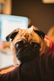A pug with a wrinkled face and large eyes is resting its head on a person's arm. The pug appears to be wearing a red garment and is indoors, with a computer screen visible in the blurred background.