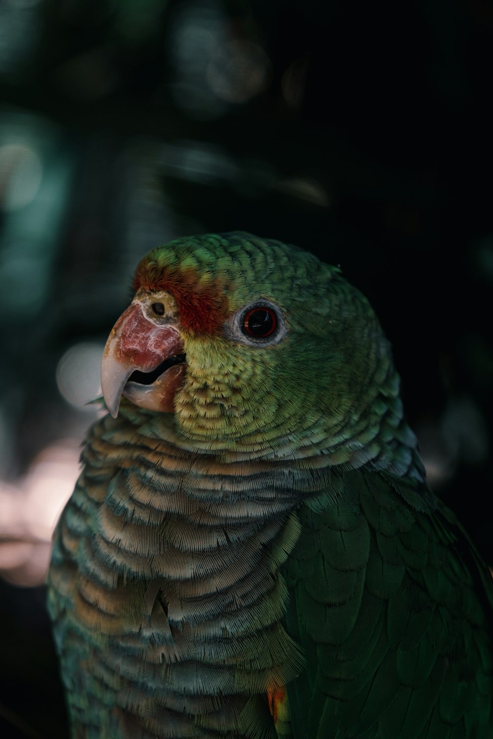 녹색과 회색 앵무새의 선택적 초점 사진
