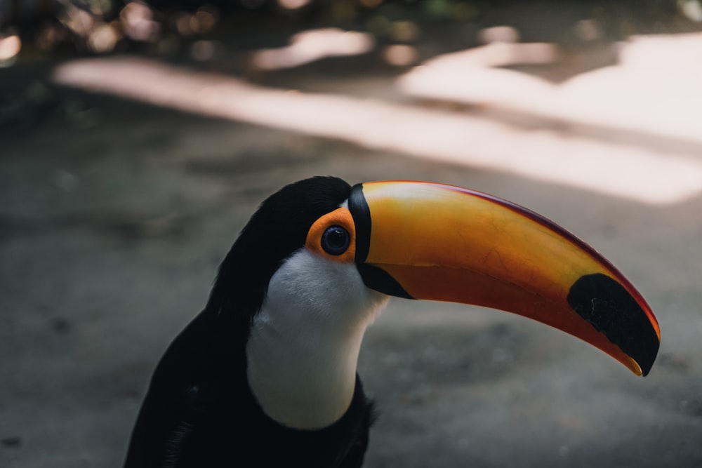 white and black toucan on concrete pavement