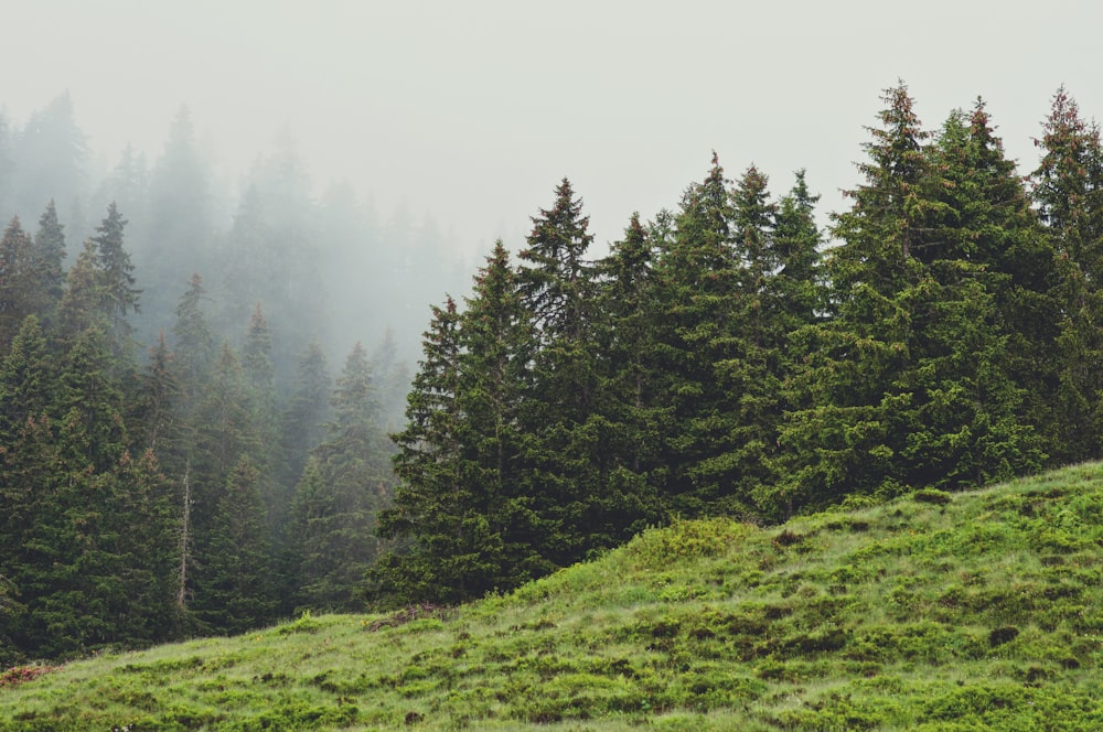 green-leafed trees