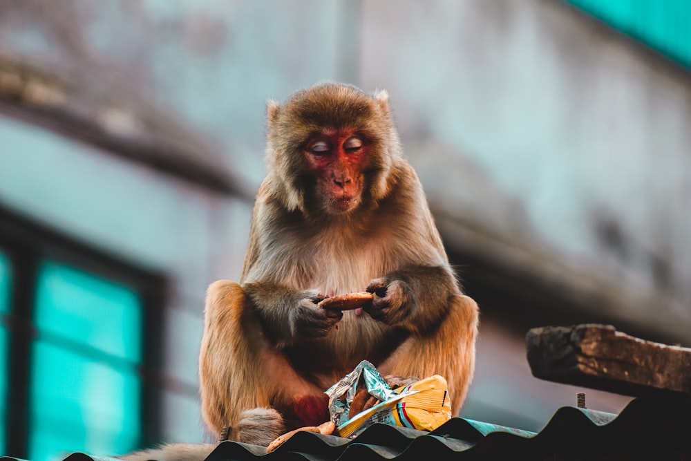 Macaque japonais sur le toit mangeant des biscuits
