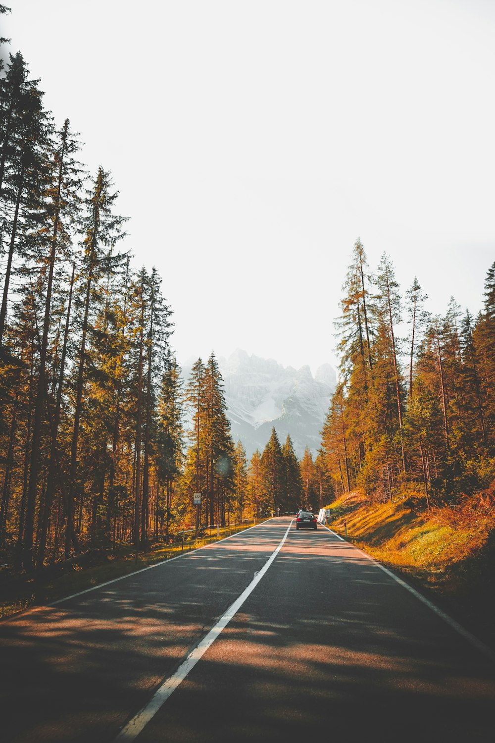 vehicle passing on pine trees at daytime