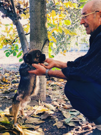 A caring pet sitter gently playing fetch with a small terrier in a park.