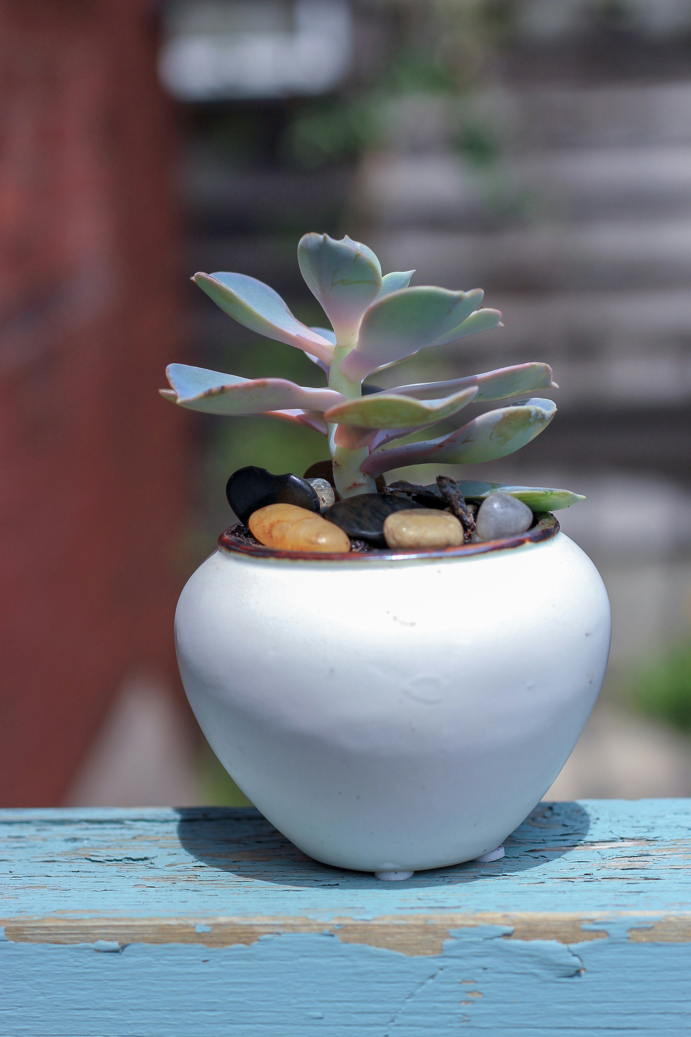 Whimsical Crab Planter