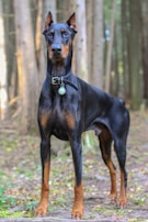 A Doberman stands alertly on a path in a wooded area. The dog has a sleek black coat with rust-colored markings on its face, chest, and legs. Its ears are cropped and stand upright, and it wears a black collar with a tag. In the background, tall trees are visible, casting dappled sunlight on the ground covered in leaves.