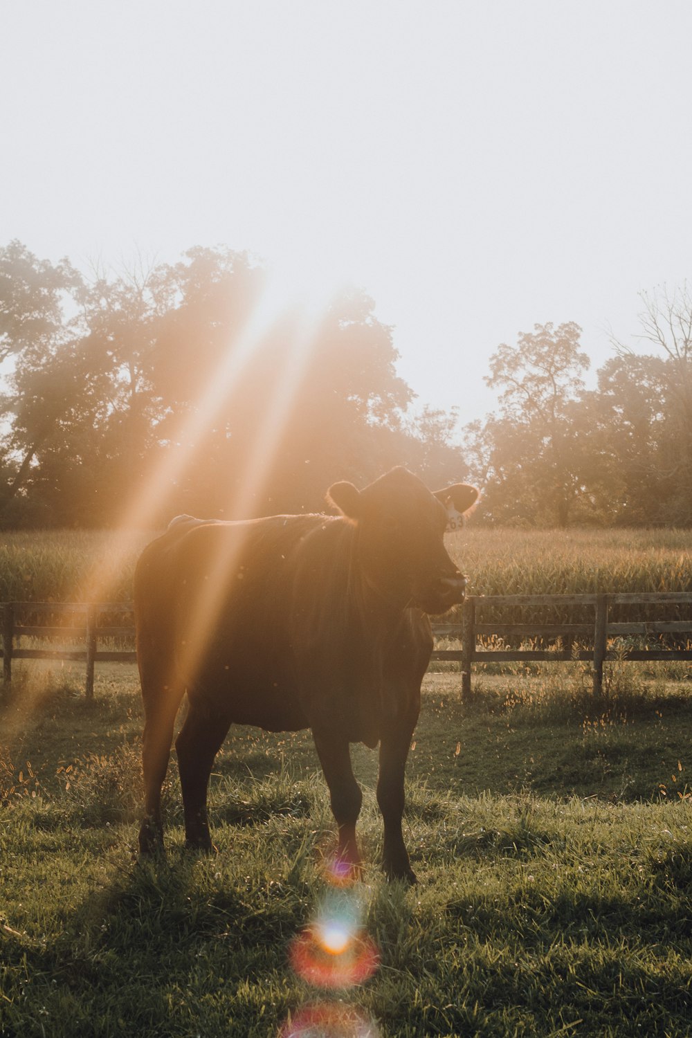 brown cattle on green grass field with fence