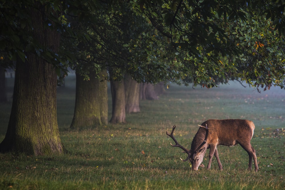 gazelle under the tree