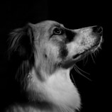 A black and white portrait of a dog facing sideways, with light illuminating its face against a dark background. The dog has medium-length fur and is looking upwards, showcasing its profile view.