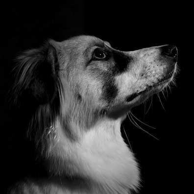 A black and white portrait of a dog facing sideways, with light illuminating its face against a dark background. The dog has medium-length fur and is looking upwards, showcasing its profile view.