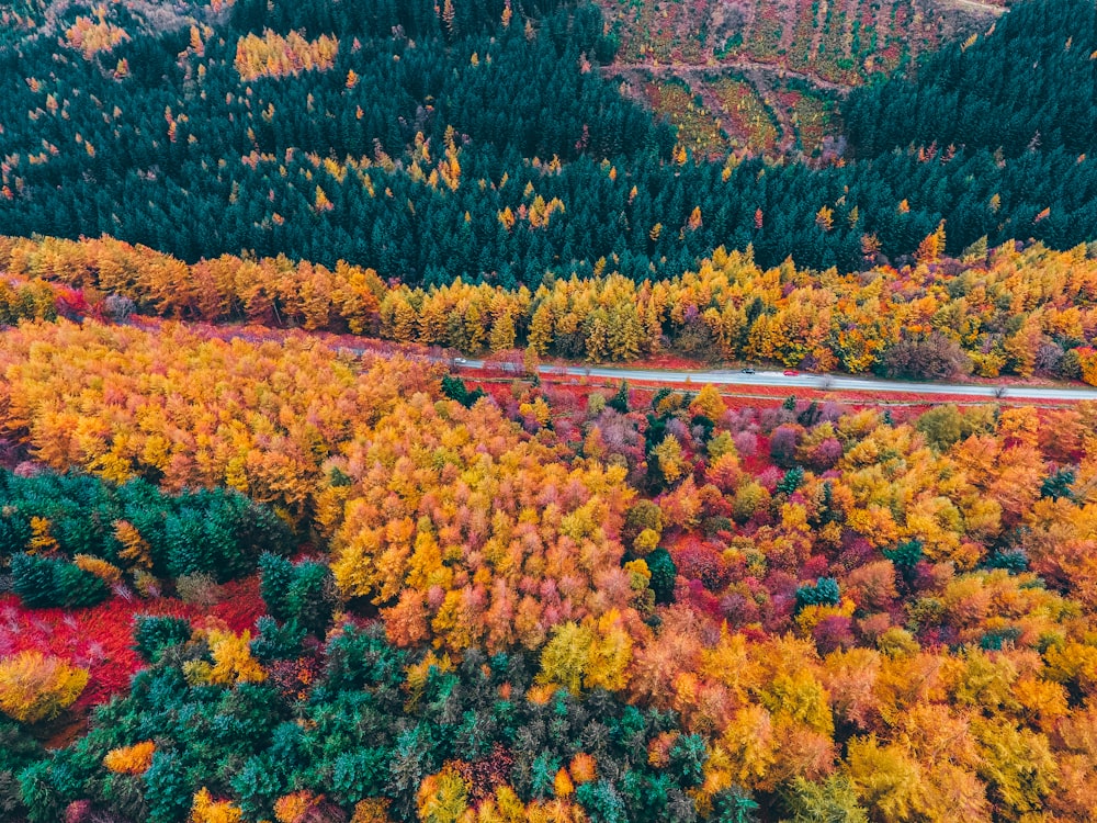 green and yellow trees