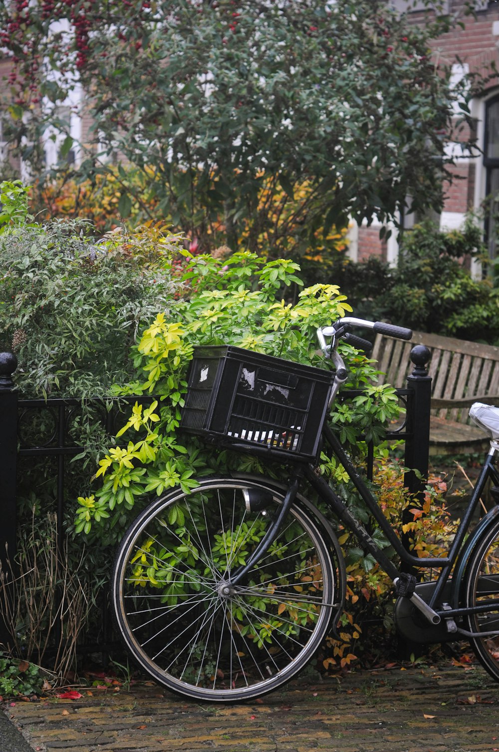 black step through bicycle leaning on green plant