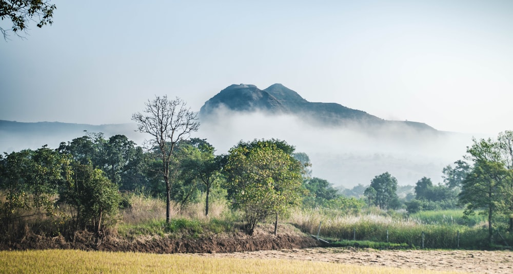 landscape photography of forest with fogs