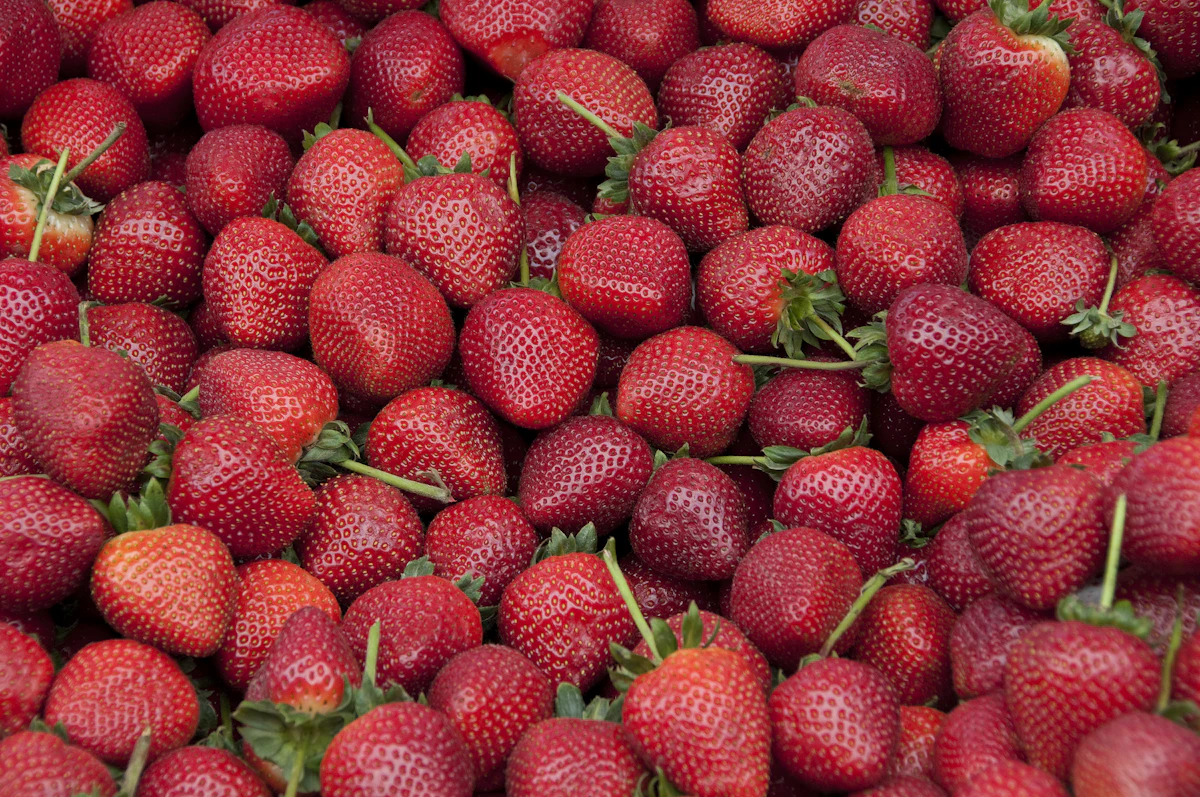 Rows of strawberry plants in a sunny farm field during peak growing season
