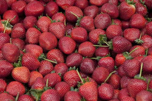 Ripe strawberries growing in the garden
