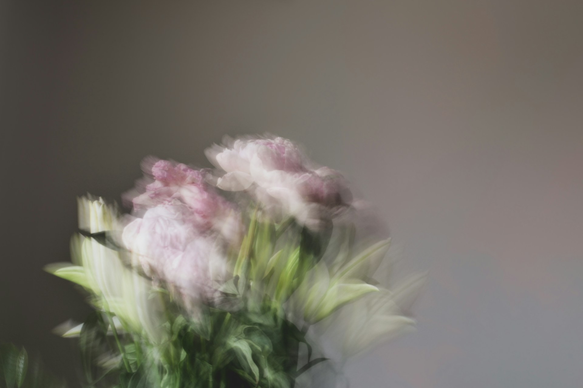 white and pink flower