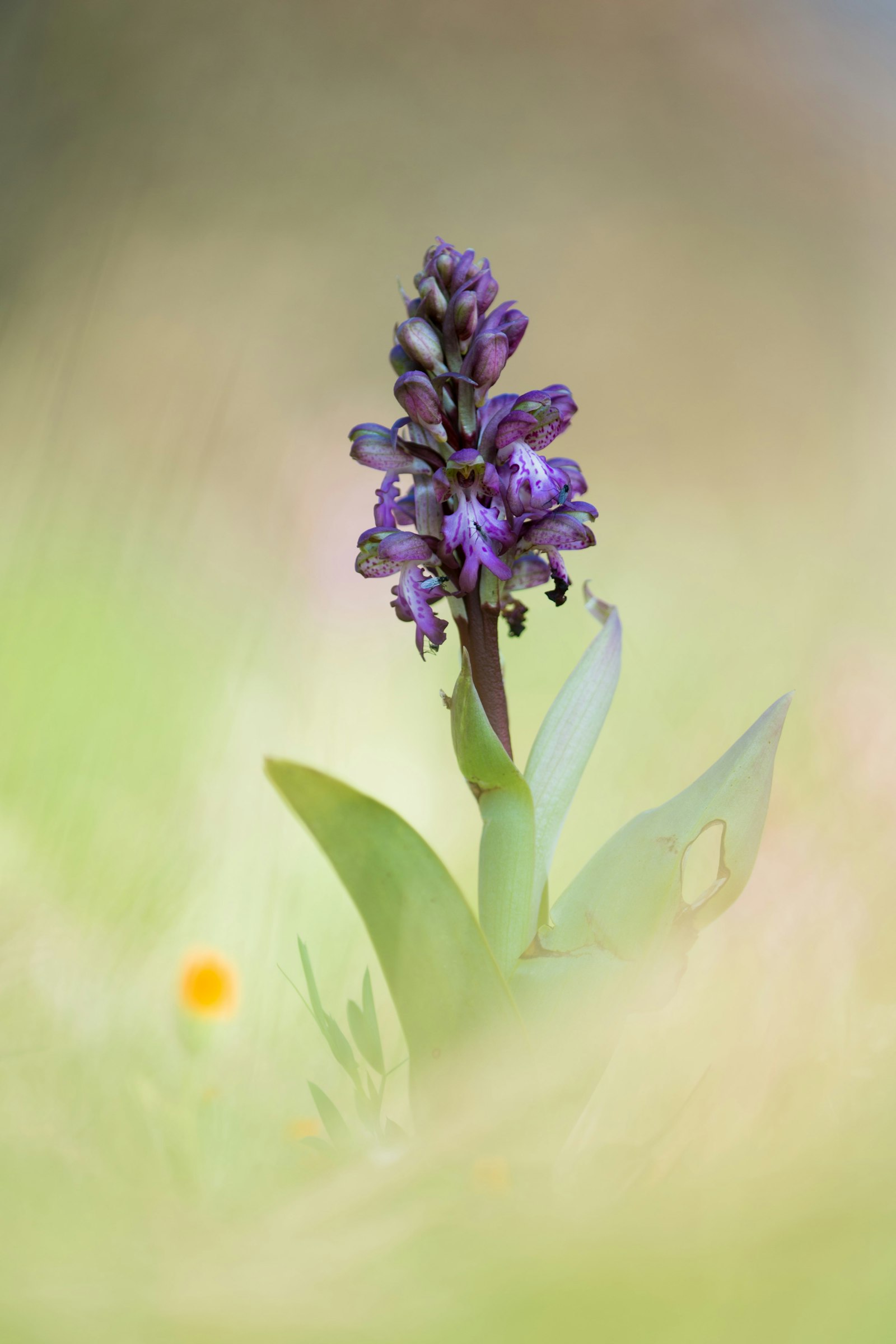 Nikon D4 + Nikon AF Micro-Nikkor 200mm F4D ED-IF sample photo. Purple and green petaled photography