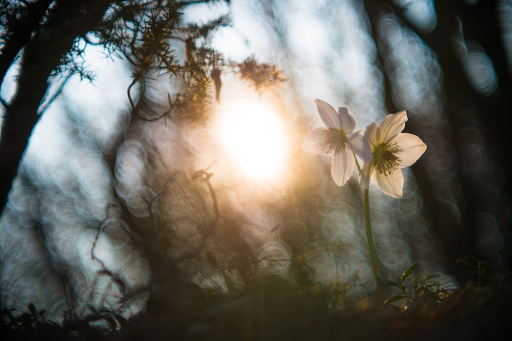 white-petaled flowers