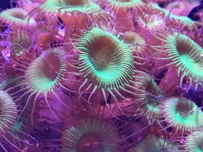 A cluster of neon green corals swaying gently in clear water.
