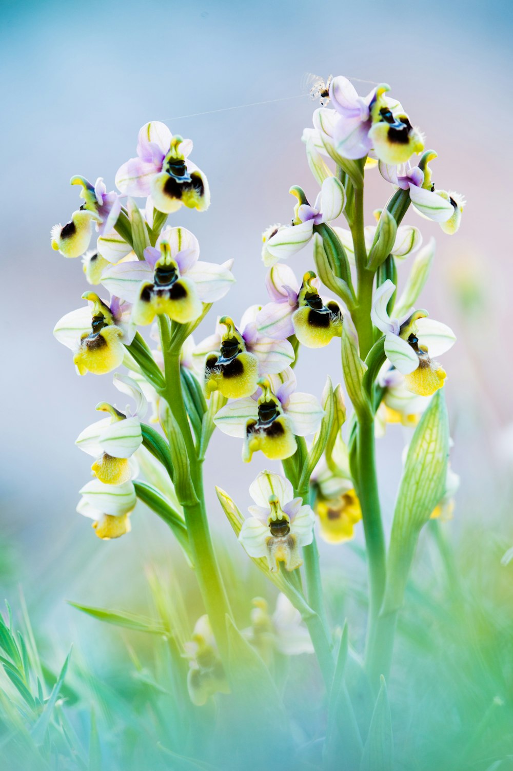 Fotografia a fuoco selettivo di fiori dai petali bianchi e gialli