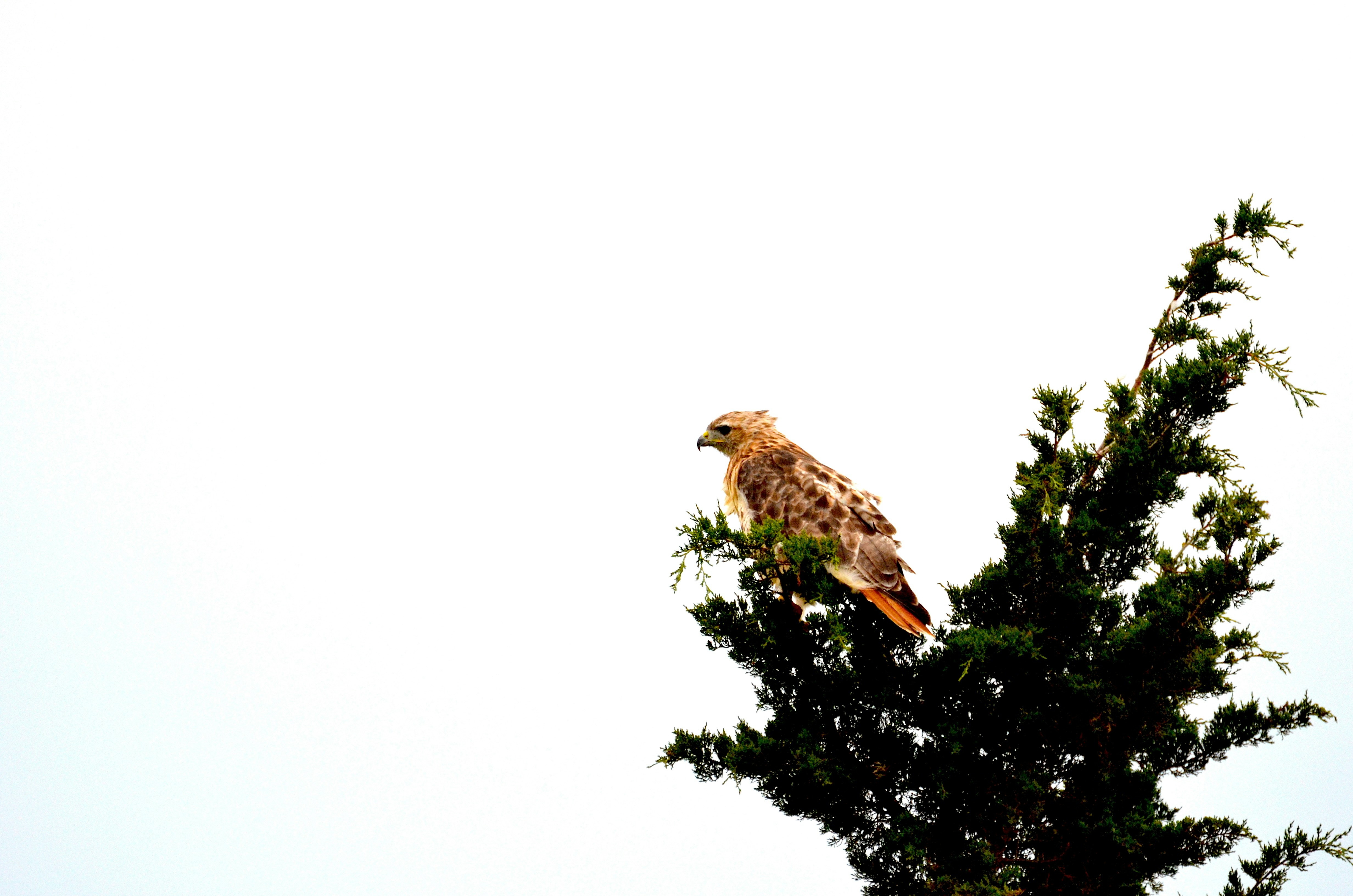 Photo by rickwil0111