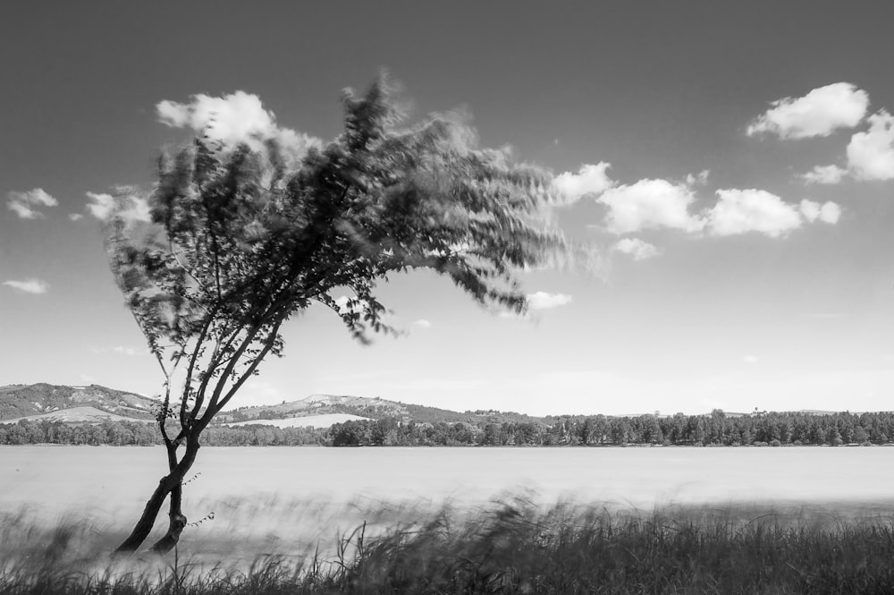 grayscale photo of tree