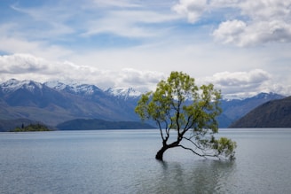 tree on body of water