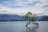 tree on body of water