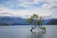 tree on body of water