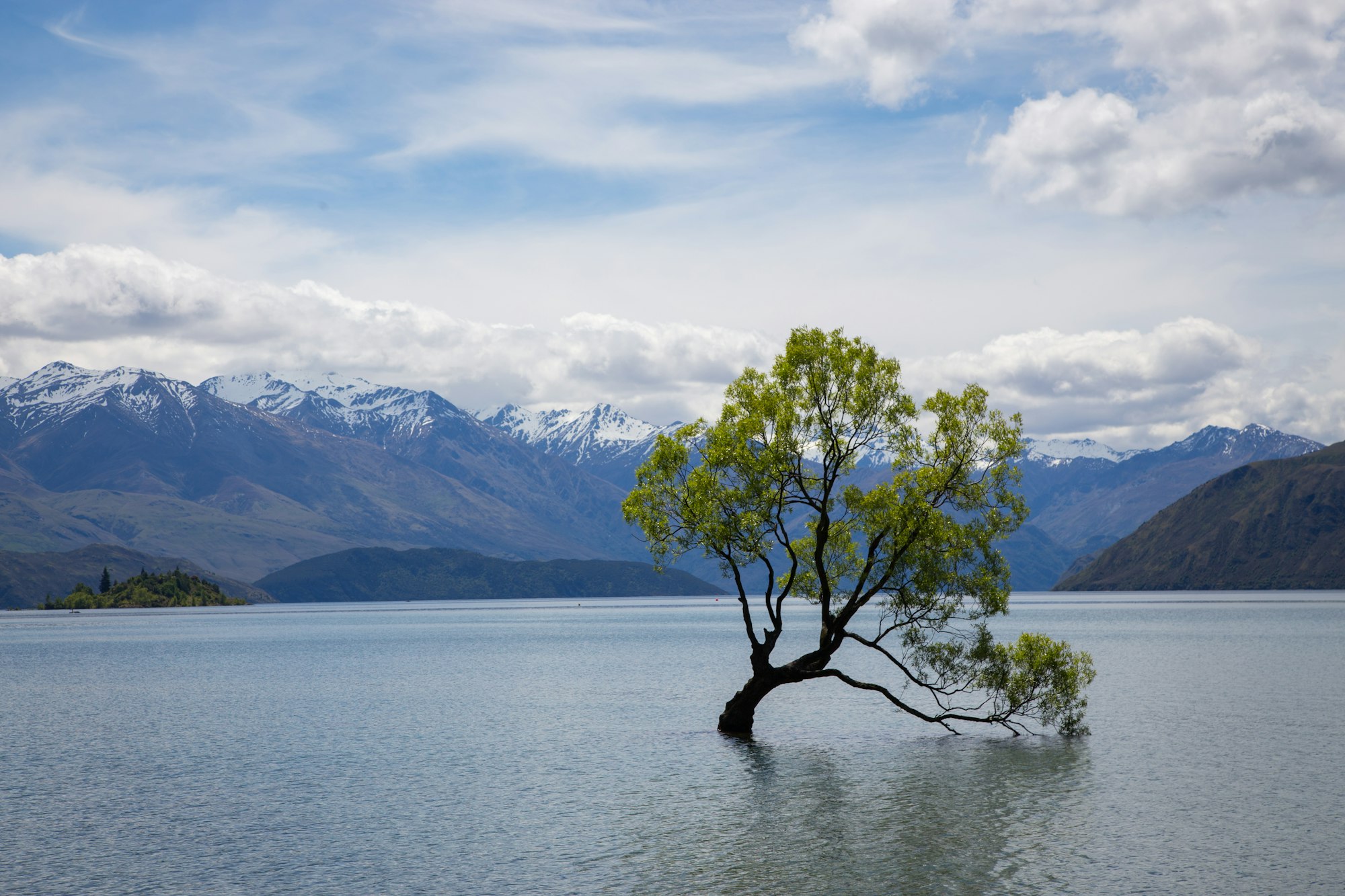A tree in a lake in a park with mountains in the background