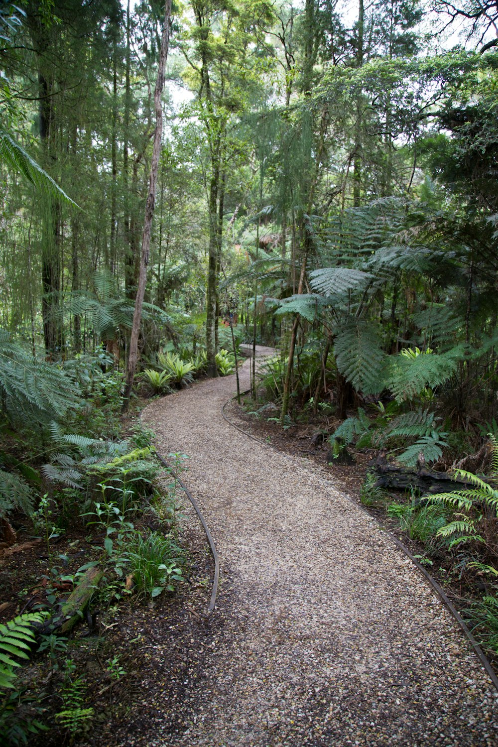 forest with pathway