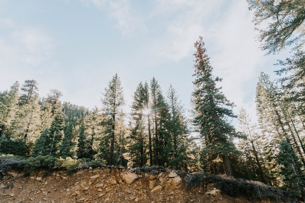 pine trees under white sky during daytime