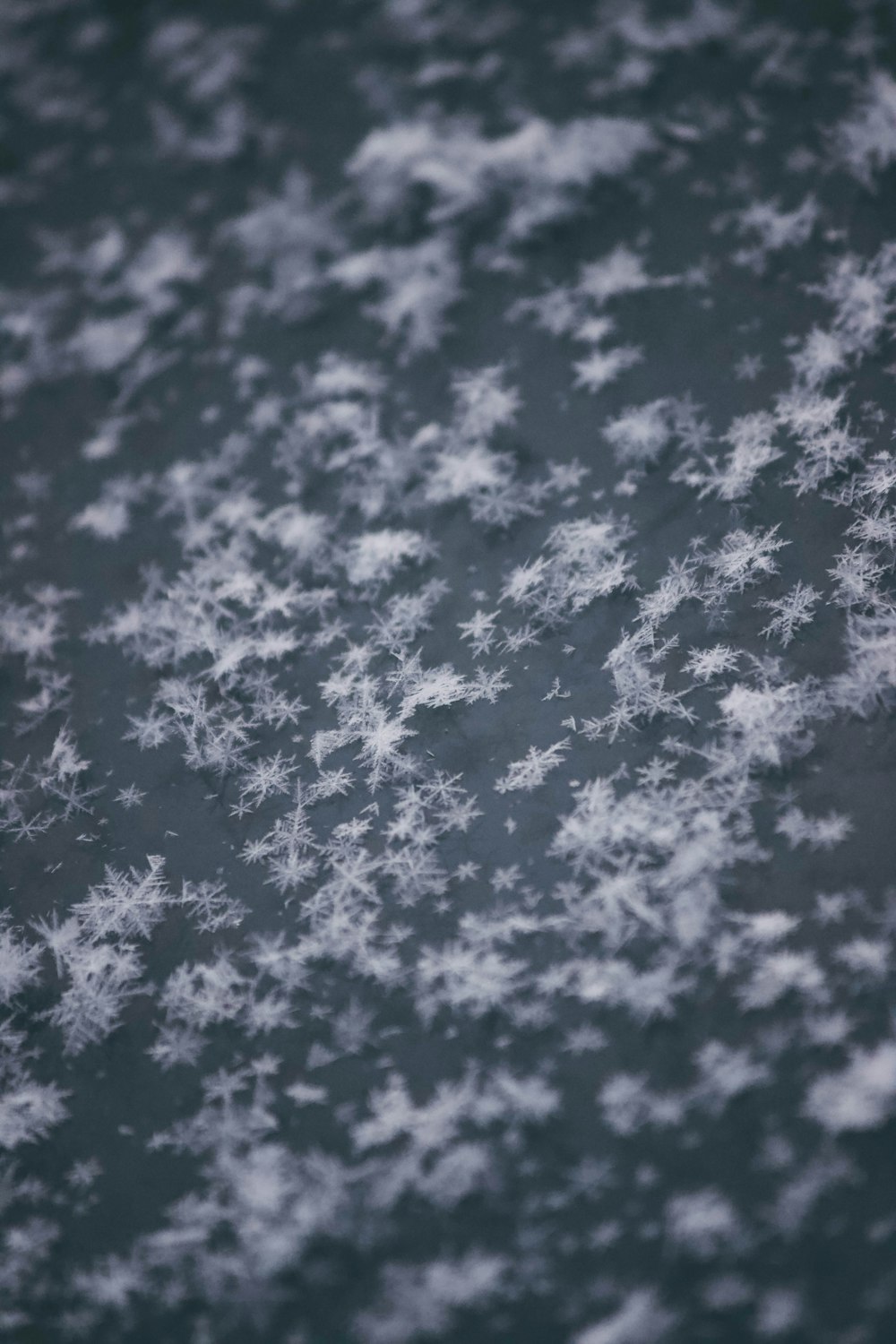 snow flakes