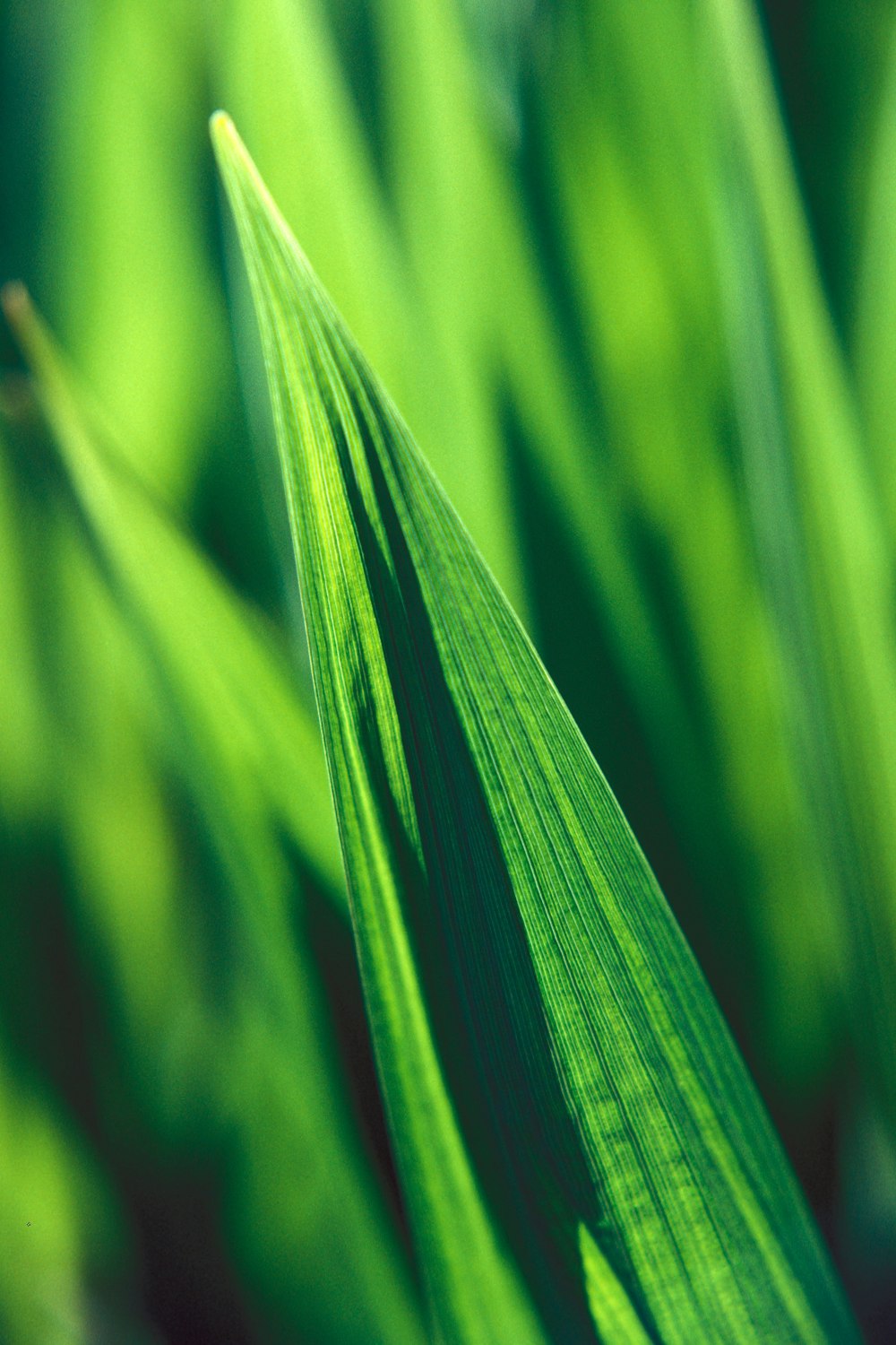 selective focus photography of linear leaf