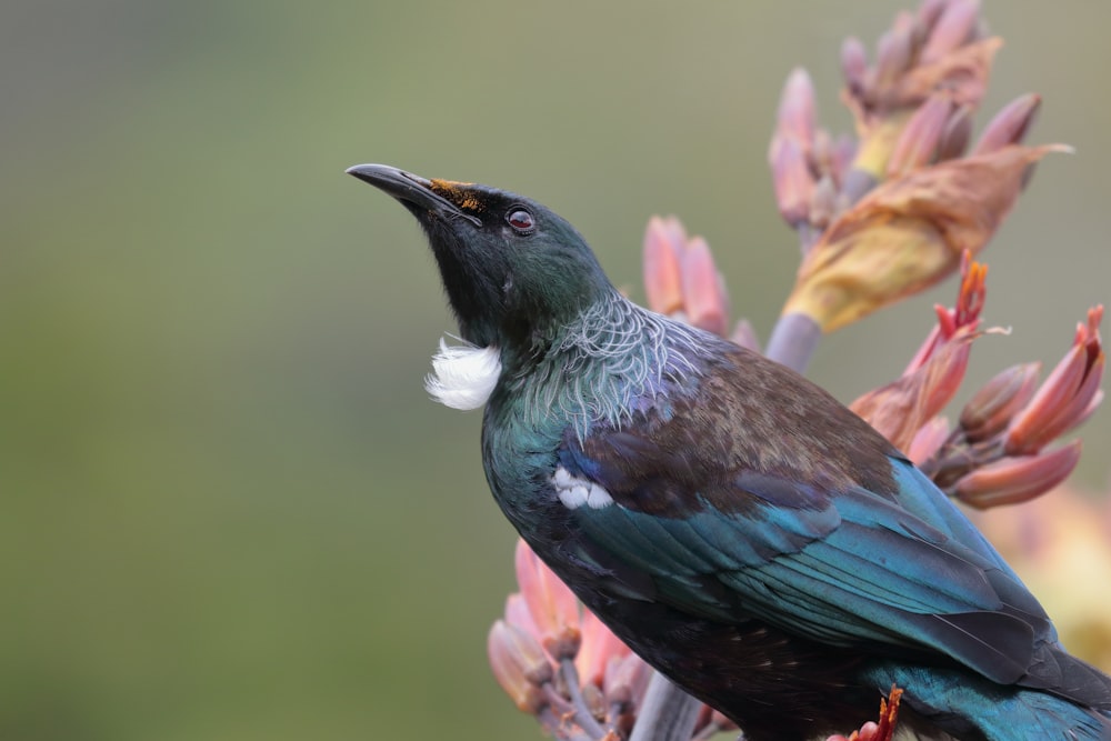 boat-tailed grackle on flower