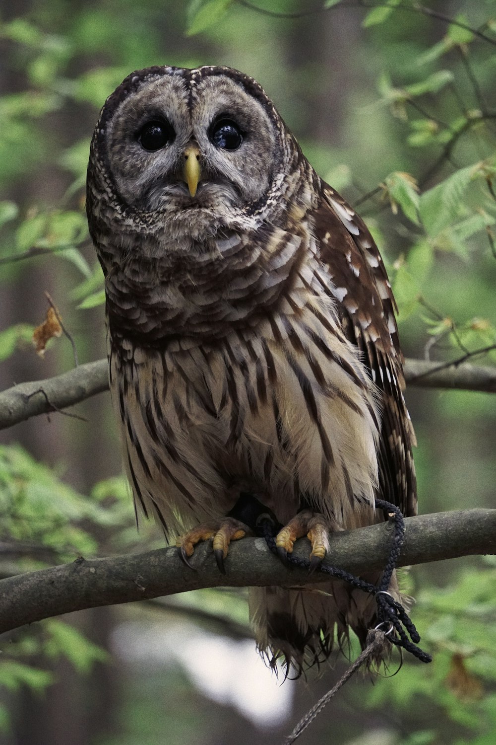brown owl perched on tree