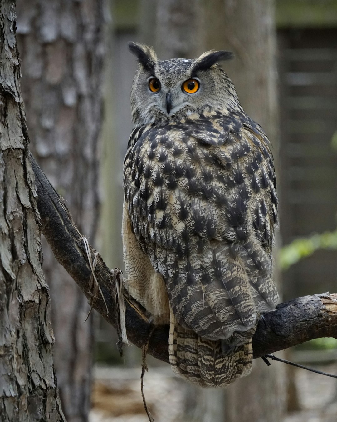  gray and black owl on tree branch during daytime owl