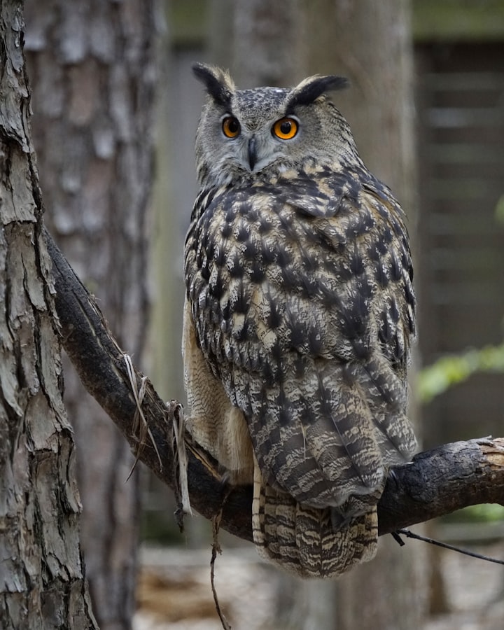 Lost Owl in the Woods