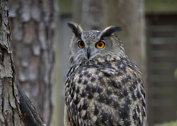 gray and black owl on tree branch during daytime