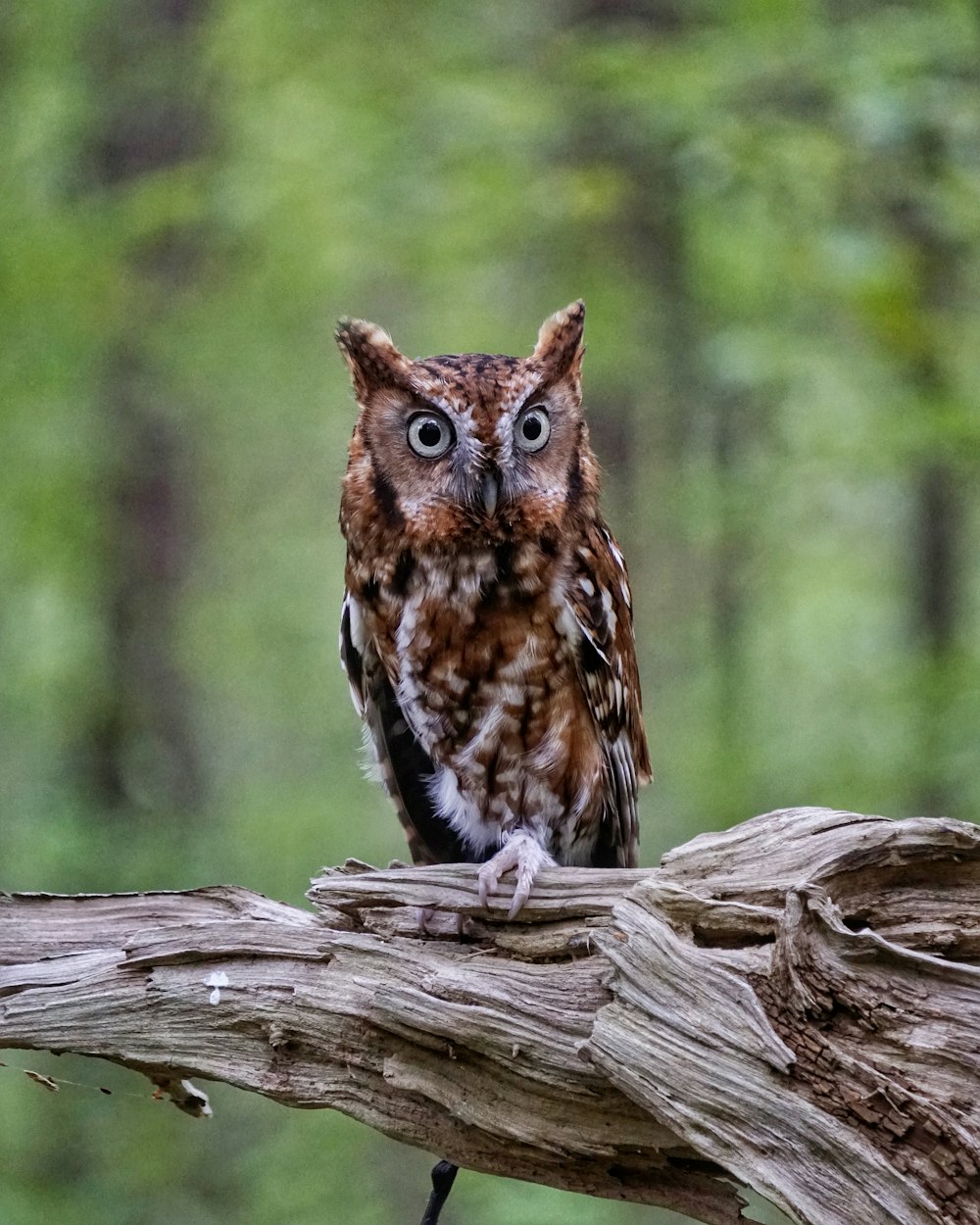 brown and black owl figurine