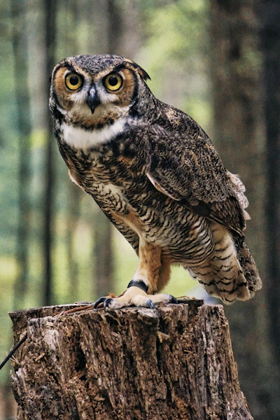Great Horned Owl