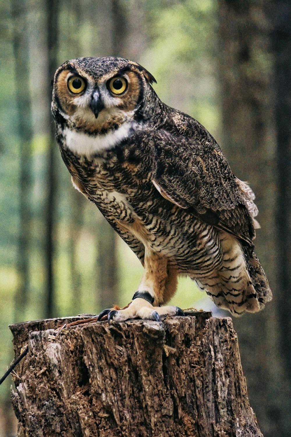 hibou noir et brun