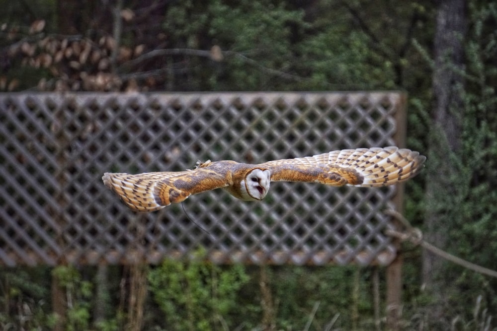 time lapse photography of brown owl in flight